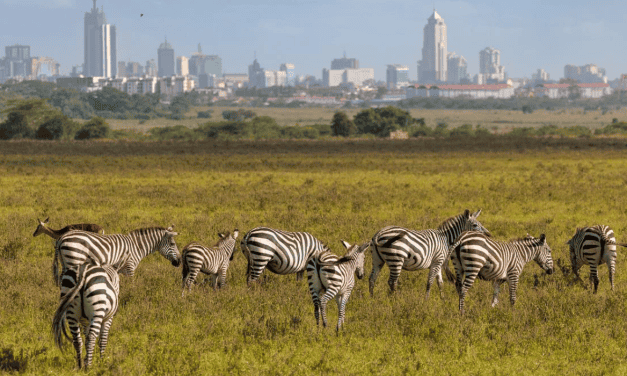 15 Fun Things To Do In Nairobi
