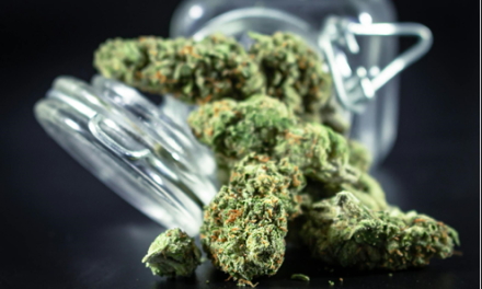 Elevate Your Cannabis Experience: Why Choosing The Right Weed Strains Matters